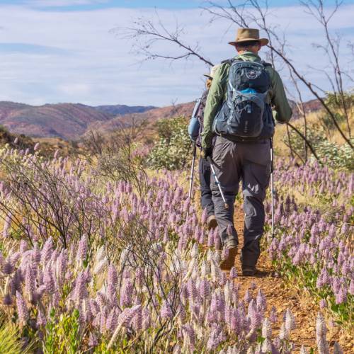 Walking through wildflowers on the Larapinta Trail