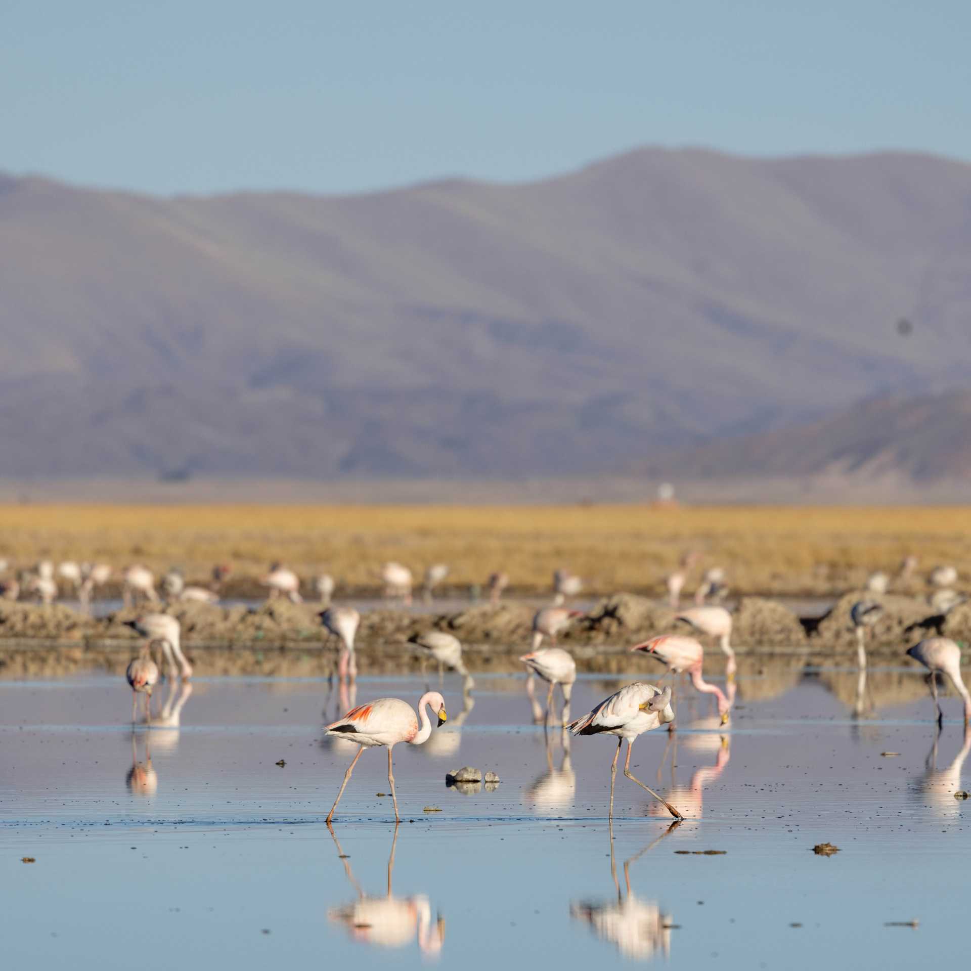 Restore important wetlands & Uru Uru Lake